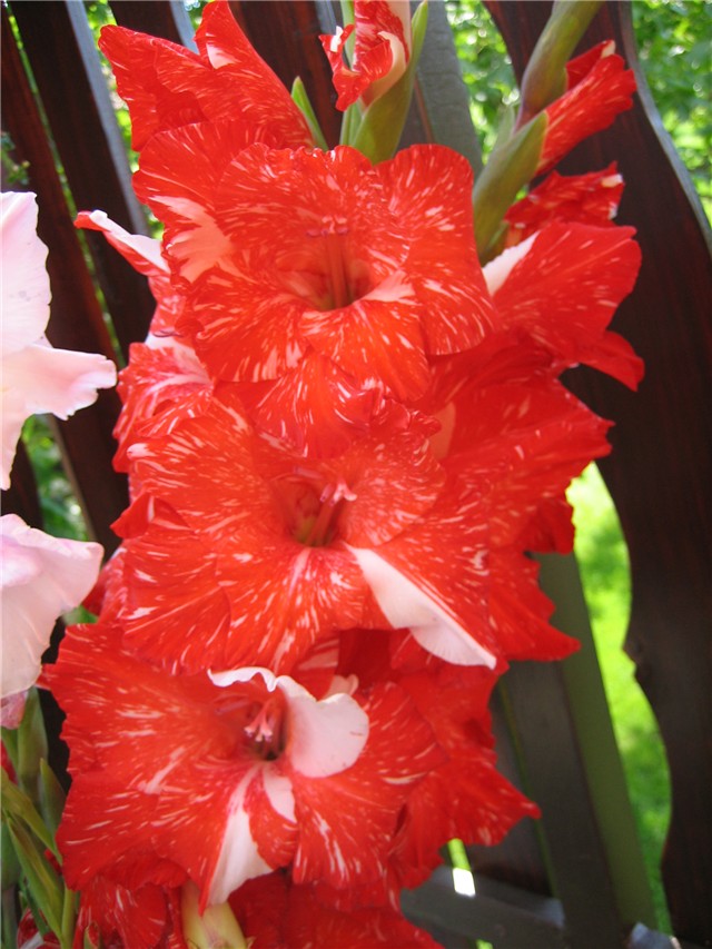 gladiola